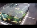 Aquarium d'eau douce table aquarium amazone Odyssee Aquarium Aquarium d'eau douce table aquarium amazone Odyssee Aquarium