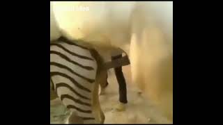 Sexy video animal