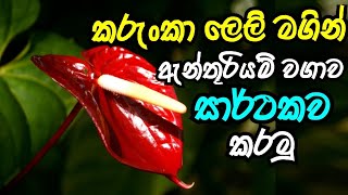 කරුංකා ලෙලි යොදාගෙන ඇන්තූරියම් පැල සාර්තකව වගා කරමු |ඇන්තූරියම් වගාව| ගොවි ගෙදර