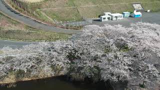 登米市の平筒沼　桜満開２０１８ 空撮映像