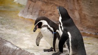 【東山動植物園公式】仲良しペンギンのある日。《 フンボルトペンギン　ペンギン 》