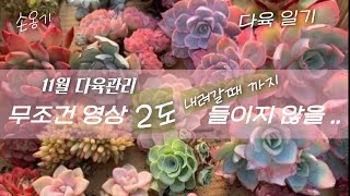 다육생활✅️ 덜 까탈스럽고 여름에 강한 다육 소개❗️11월 완벽하게  가을다육 만들기