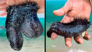 10 Most Bizarre Discoveries Found On The Beach!