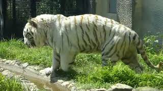 平川動物公園のベンガルトラ　５頭中４頭がホワイトタイガー