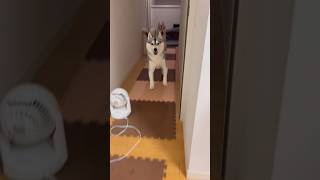 呼んだら飛び跳ねて来るハスキー姉妹が可愛すぎる… #シベリアンハスキー #ハスキー #ハスキー犬