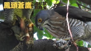 鳳頭蒼鷹追松鼠抓麻雀 精華剪輯版 Crested Goshawk Chasing Squirrel and Catches a Sparrow 2022/4/4 (不喜勿入)