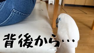 ママさんをあの手この手で追いかけ回すオウムの執念がすごい