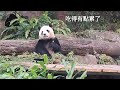 可愛就是正義 貓熊吃播產值超高 圓寶真是小富婆 20250117 taipei zoo giant panda yuanbao