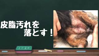 皮脂汚れを落とす＆膿皮症対策！［兵庫ペット医療センター 尼崎本院］Happy dog glooming