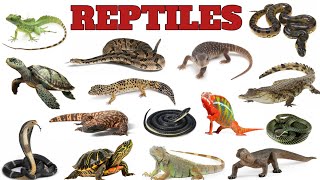 Reptiles Names !! Interesting Facts About Some Famous Reptiles !! #reptiles