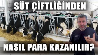 Süt Çiftliğinden Para Kazanmanın Sırları! Büyükbaş Hayvancılık Nasıl Yapılır? / Verimli Çiftlikler