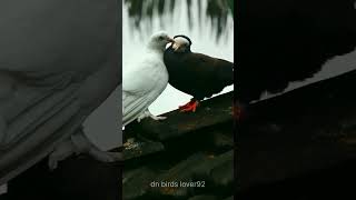 Two Pigeon Loving Video ! Beautiful Seen ! Fancy Pigeon #dnbirds