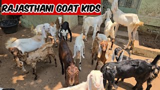 Rajasthani goat kids available in Hyderabad malakpet | sojat sirohi \u0026 beetal goat's available in Hyd