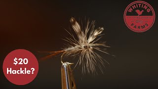 $20 Hackle: Dry Flies, Traditional Matched Wing Sets, Bugger Hackle