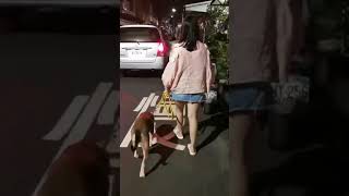 鹿大愛犬教育訓練課程：惡霸犬