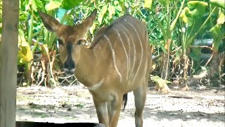 ニアラ Nyala マレーシア国立動物園 Zoo Negara Malaysia