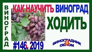 🍇 HOW TO QUICKLY SIT GRAPES. Catavlak grape propagation