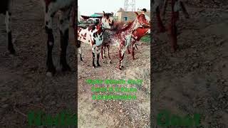 Goat Farm Nadir Baloch Pure Babri Teddy Bakriyan Nadir Baloch Goat Farm D G Khan