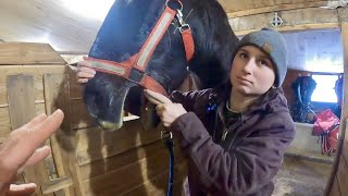 WHAT IS JIM MAKING OLIVIA DO NOW??! // Deworming Draft Horses #432