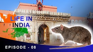 20,000 RATS TEMPLE | LIFE IN INDIA - EPI 8 | KARNI MATA TEMPLE RAJASTHAN DOCUMENTARY | ANIL MAHATO