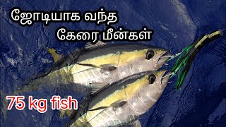 ஆழ்கடலில் தூண்டிலில் ஜோடியாக மாட்டிய கேரை மீன்கள்//deep-sea catching yellowfin tuna fish#live