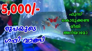 വീണ്ടും 5000/-  രൂപയുടെ ഗപ്പി വാങ്ങി  / Guppy Farming in Kerala Pathanamthitta