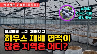 블루베리 노지 재배보다 하우스 재배 면적이 많은 지역은 어디일까요? _ 블루베리 하우스 재배 농가 필수 시청!