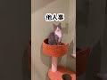 放任主義 shorts 保護猫カフェ　 千葉市緑区 cat 猫 保護猫 黒猫 保護猫カフェmofmof 猫カフェ デート 子猫