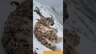 Millions Of Barnacles Injured A Poor Snow Leopard \u0026 Rescued By Rescue Teams #shorts #leopard #rescue