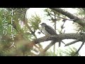 lesser cuckoo birds singing wild bird song sounds archive