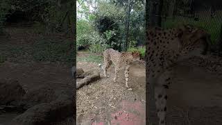 よこはま動物園ズーラシア　チーター編Part3