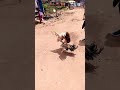 Cockfighting in the Uganda | Ace Daniels | Combat de coq | The strongest servives