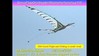 サーボ駆動翼竜型羽ばたき機　ServoFlapOrnithopterRhamphorhynchus118 43g :28th Good Flight and Gliding in south Wind