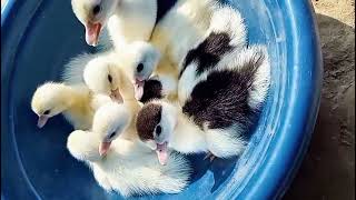 Why Muscovy Ducklings Are The Cutest