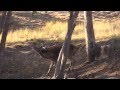 BOWHUNTING - AUSTRALIA - Venatic2 trailer