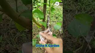 কুল গাছের কলম|| How To Graft Apple Ber|| #shorts