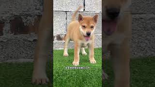 田园犬不挑食广西土猎犬 喜欢中华田园犬请关注 中华田园犬