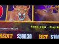 buffalo link slot machine run