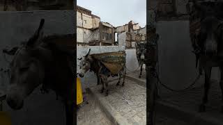 The Donkey Garbage collection, Casbah (old city), the citadel of Algiers, Algeria 🇩🇿