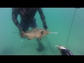 spearfishing dani and ofir צלילה חופשית לוקוס חאפש 2 קילו