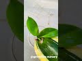 Unique propagation sansevieria jade green #shorts #youtubeshorts #garden