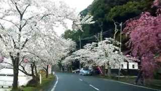 海津大崎　奥琵琶湖の桜街道早朝ドライブ sakura japan