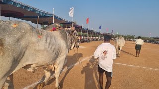 ఉత్తనూరు న్యూ కేటగిరి విభాగం బండలాగుడు పోటీలు 4వ జత-రమేష్ పెద్దమరురు గద్వాల జిల్లా