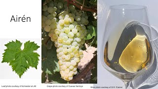 Grape Variety #27: Airén