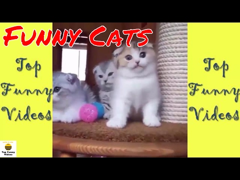 Super Funny Cats Compilation 2107 Part 12 Best Funny Cat Videos Ev