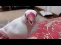 おいしそうにお米を食べるセキセイインコ＆桜文鳥＆白文鳥 文鳥動画 java sparrow movie