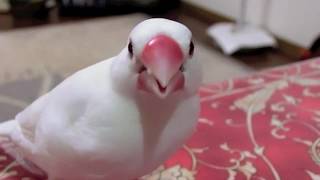 おいしそうにお米を食べるセキセイインコ＆桜文鳥＆白文鳥 文鳥動画 Java Sparrow movie