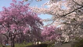 自宅でお花見　The Most Beautiful Sakura Cherry Flower Blossoms, Japan 桜