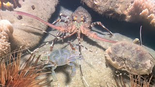 Diving to catch seafood, catching lobsters, sea cucumbers - Relaxing under the sea - January 14