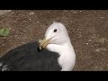 kelp gull with sight impairment